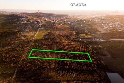 Teren intravilan de 5305 mp, în Paleu - 6