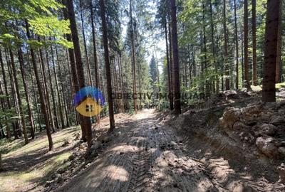 Teren cu o locatie de vis in Pangarati 53 m deschidere la st - 23