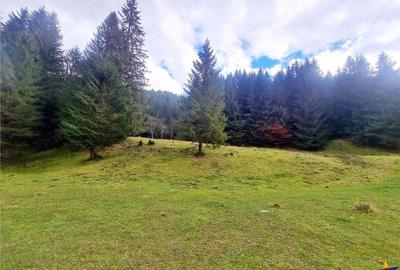 Teren de 4591 mp, în Plaiul Foii - 4