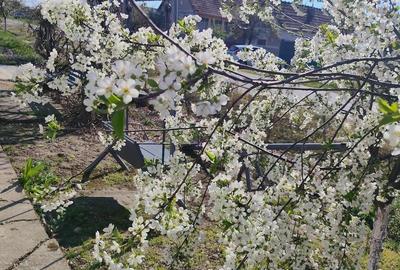 Casă cu 6 camere cu Teren 4450 Mp în Gherteniș - 3