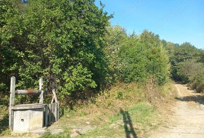 Teren de 2600 mp, în Rădășeni