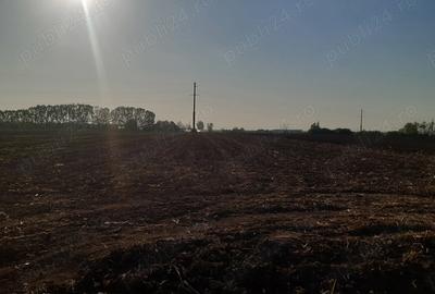 Teren de 4850 mp, în Dobreni - 5