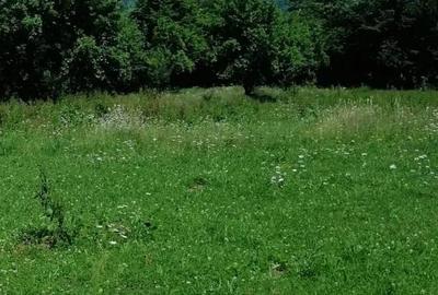 Teren de 4500 mp, în Albești - 3