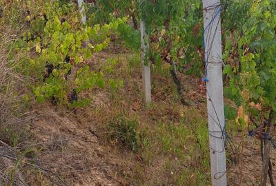 Galati Beresti - De vanzare 1 hectar plantatie de vita de vie si casa cu utilitati - 17