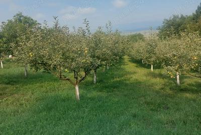 Casa tip cabana cu livada jud Alba - 2