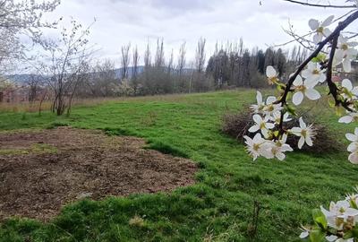 Teren Construcții intravilan de 2600 mp, în Cernatu - 7