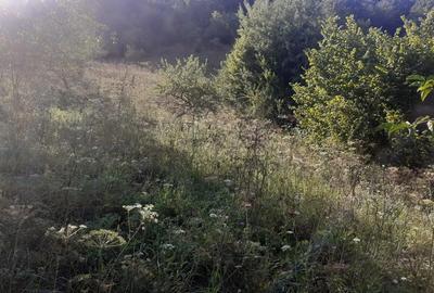 Teren de 6470 mp, în Nădrag - 2