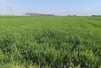 Frumusani DN 4 Popas-20km de Bucuresti , posibilitate parcelare Frumusani DN 4 Popas-20km de Bucuresti , posibilitate parcelare - 5