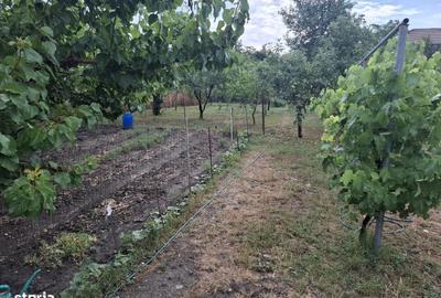 Casă cu 3 camere cu Teren 1200 Mp în Pârneava - 9