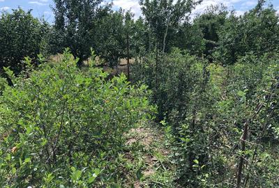 VAND VILA COMUNA BULBUCATA SAT TEISORI - 15