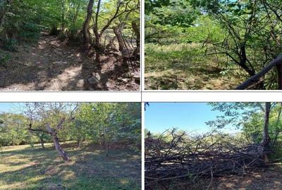 Teren Buciumeni, ID: R2431873 - 3