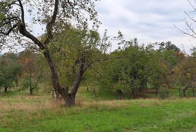 Casă în Ocoliș - 5