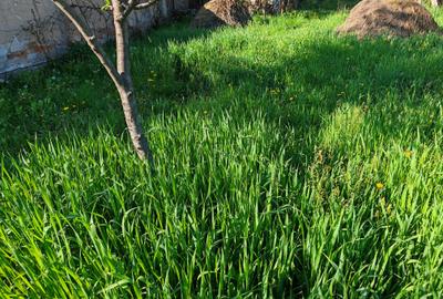 Teren rezidential intre case zona Mihai Eminescu - 2