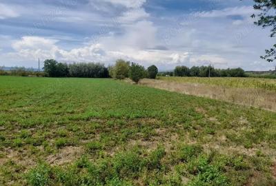 Casă cu Teren 5741 Mp în Lunca Mureșului - 5