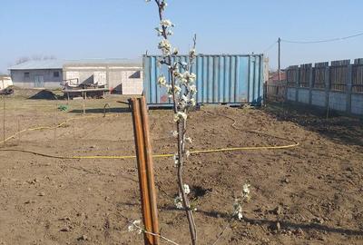 Spațiu comercial, în Lumina - 2