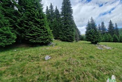 Teren de 6000 mp, în Dobrești - 10