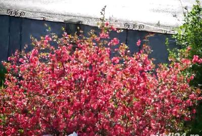 Casă cu 3 camere cu Teren 40000 Mp în Recea-Cristur - 9