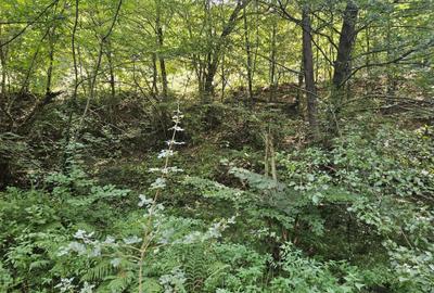 Spațiu comercial, în Central - 1