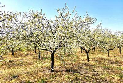 Casa de locuit, teren intravilan 5500 mp, livada, sat Carja, jud Vaslui - 15