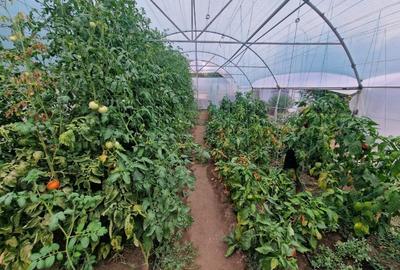 Teren intravilan 700mp - utilități, foișor, solar - 6