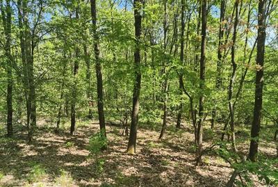 Teren de 4000 mp, în Mădulari - 1