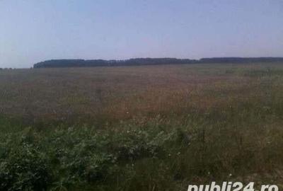 Teren de 12200 mp, în Mihăilești - 7