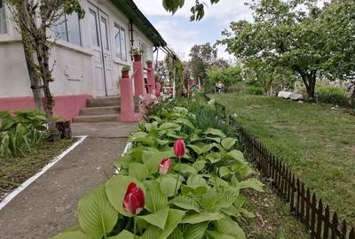 Casă cu 4 camere cu Teren 2200 Mp în Cotnari - 7