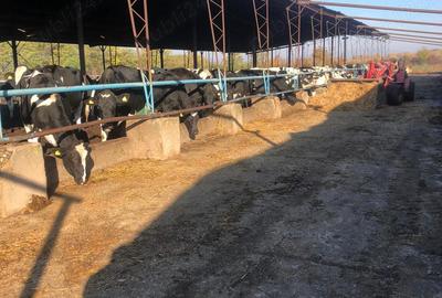 Teren de 3000000 mp, în Cornățelu - 8