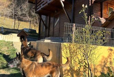 Casă cu 1 camere cu Teren 37500 Mp în Poderei - 3