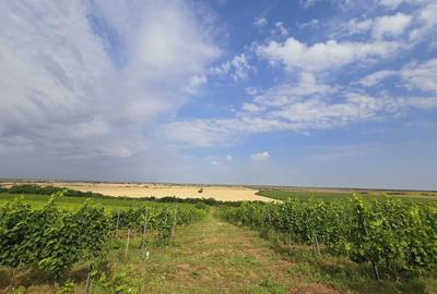 Vie Tradi?ionala Halta Lupilor - 10