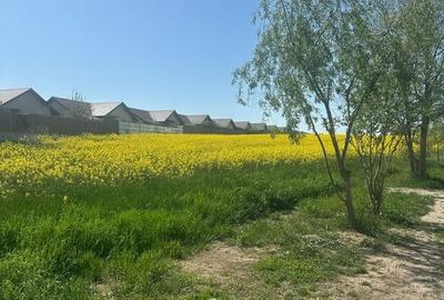 Teren intravilan 26.300 mp Saftica Balotesti - PUZ în lucru - 17