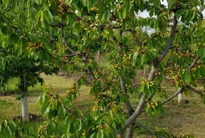 Teren Construcții intravilan de 4648 mp, în Petrești - 4