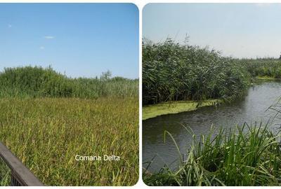 Teren de 526 mp, în Comana - 6