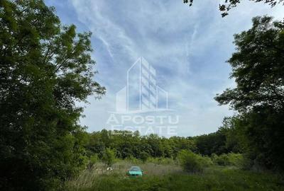 Proprietate unica in padurea de la Bazosul Nou. - 1