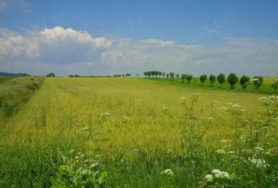 Teren de 3300 mp, în Urleta - 4