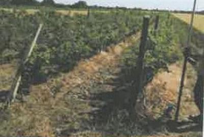 Teren extravilan Pietroasele, ID: R2586802 - 3