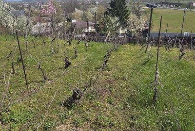 Spațiu comercial, în Blejoi - 7