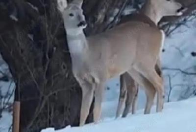 Casă cu Teren 6400 Mp în Zam - 1