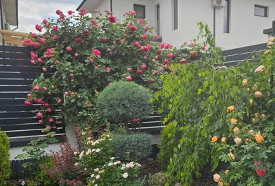 Vila superba in Paradisul Verde Corbeanca - 11