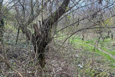 Breaza - str. Plaiului, teren 1400 mp - 1