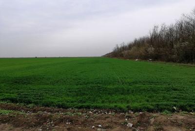 Teren extravilan localitatea Afumati - 6