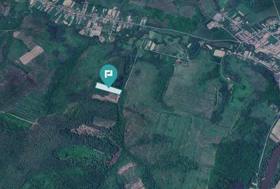 Pădure de foioase - Dorgoș, județul Arad - 3