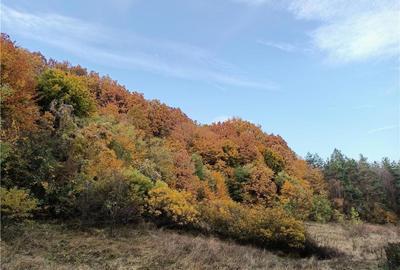 Teren de 100000 mp, în Valea Nenii - 3
