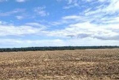 Teren de 2500 mp, în Brănești