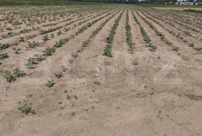 Teren extravilan, 1ha,zona centurii Radauti - 2