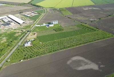 Livada de nuci ?i pruni 2.4ha in Varia?ul Mare - 6