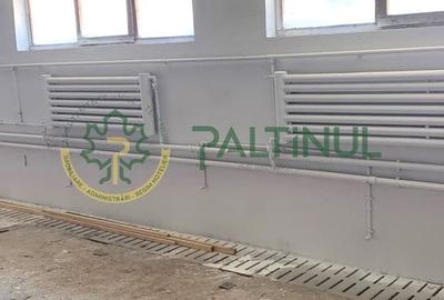 Spațiu industrial, de 700 mp, în Exterior Vest - 3