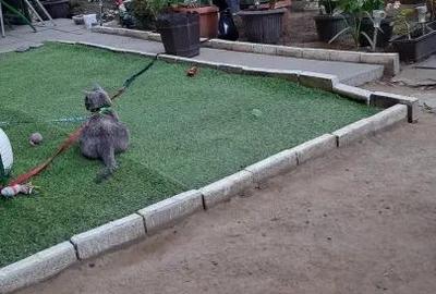 Apartament cu 2 camere semidecomandat în Valea Rosie - 3