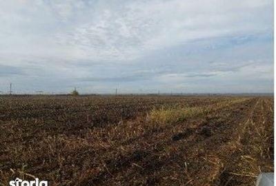 Teren de 5000 mp, în Lunca - 2