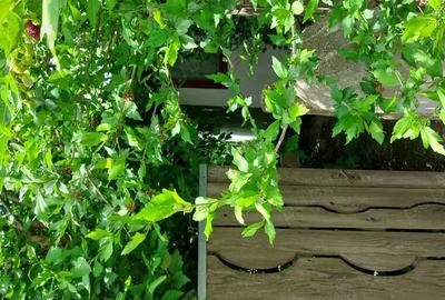 Casă cu 4 camere în Murighiol - 3